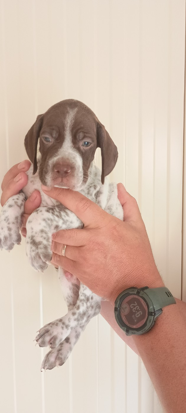 Des Côteaux de l'Autonne - Chiots disponibles - Braque français, type Pyrenees (petite taille)